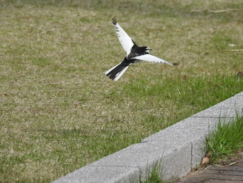 ハクセキレイ 愛媛県　新居浜市 2016年4月23日(土)