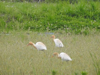 アマサギ 愛媛県　新居浜市 2016年5月19日(木)