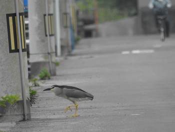 ゴイサギ 愛媛県　新居浜市 2016年6月4日(土)