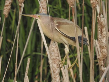 Yellow Bittern 愛媛県　新居浜市 Tue, 6/14/2016