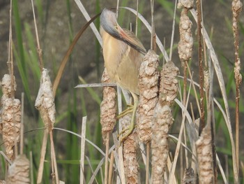 Yellow Bittern 愛媛県　新居浜市 Tue, 6/14/2016