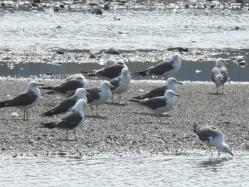 Common Gull 愛媛県　新居浜市 Sat, 7/23/2016