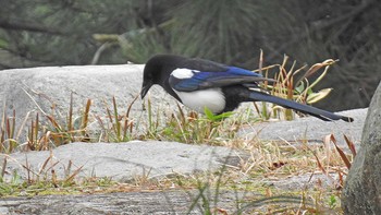 Eurasian Magpie 佐賀県唐津市 Mon, 3/18/2019