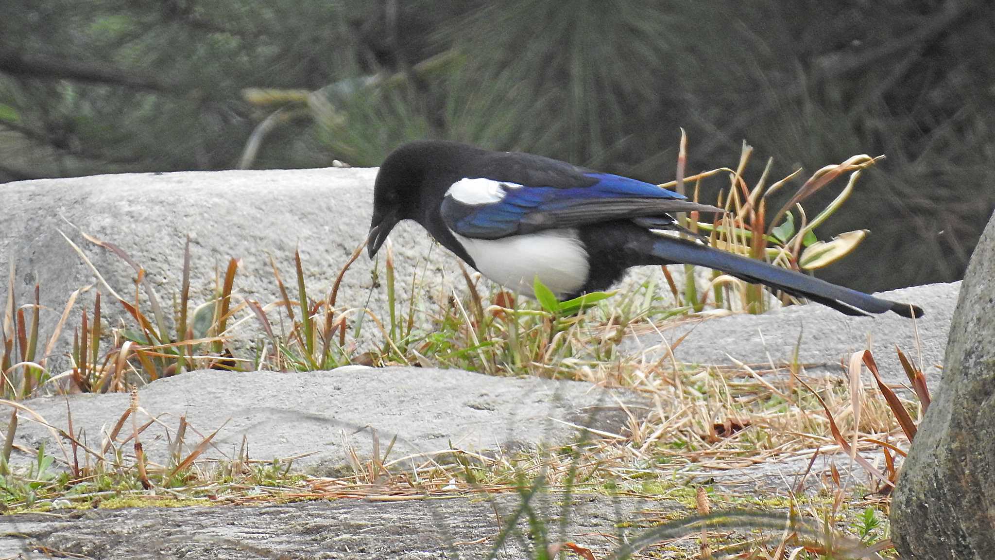 Photo of Eurasian Magpie at 佐賀県唐津市 by ピノタン