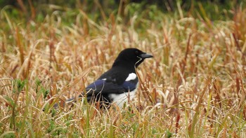 Eurasian Magpie 佐賀県唐津市 Mon, 3/18/2019