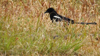 Eurasian Magpie 佐賀県唐津市 Mon, 3/18/2019