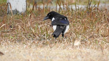 Eurasian Magpie 佐賀県唐津市 Mon, 3/18/2019