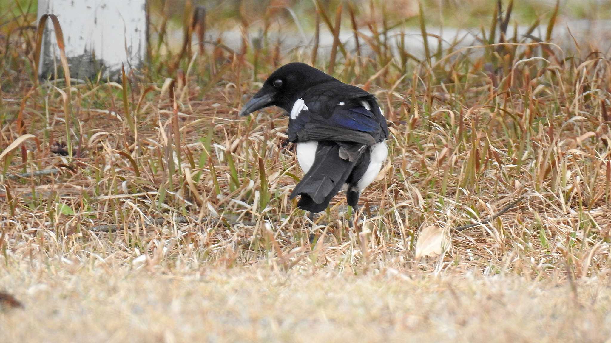 佐賀県唐津市 カササギの写真 by ピノタン