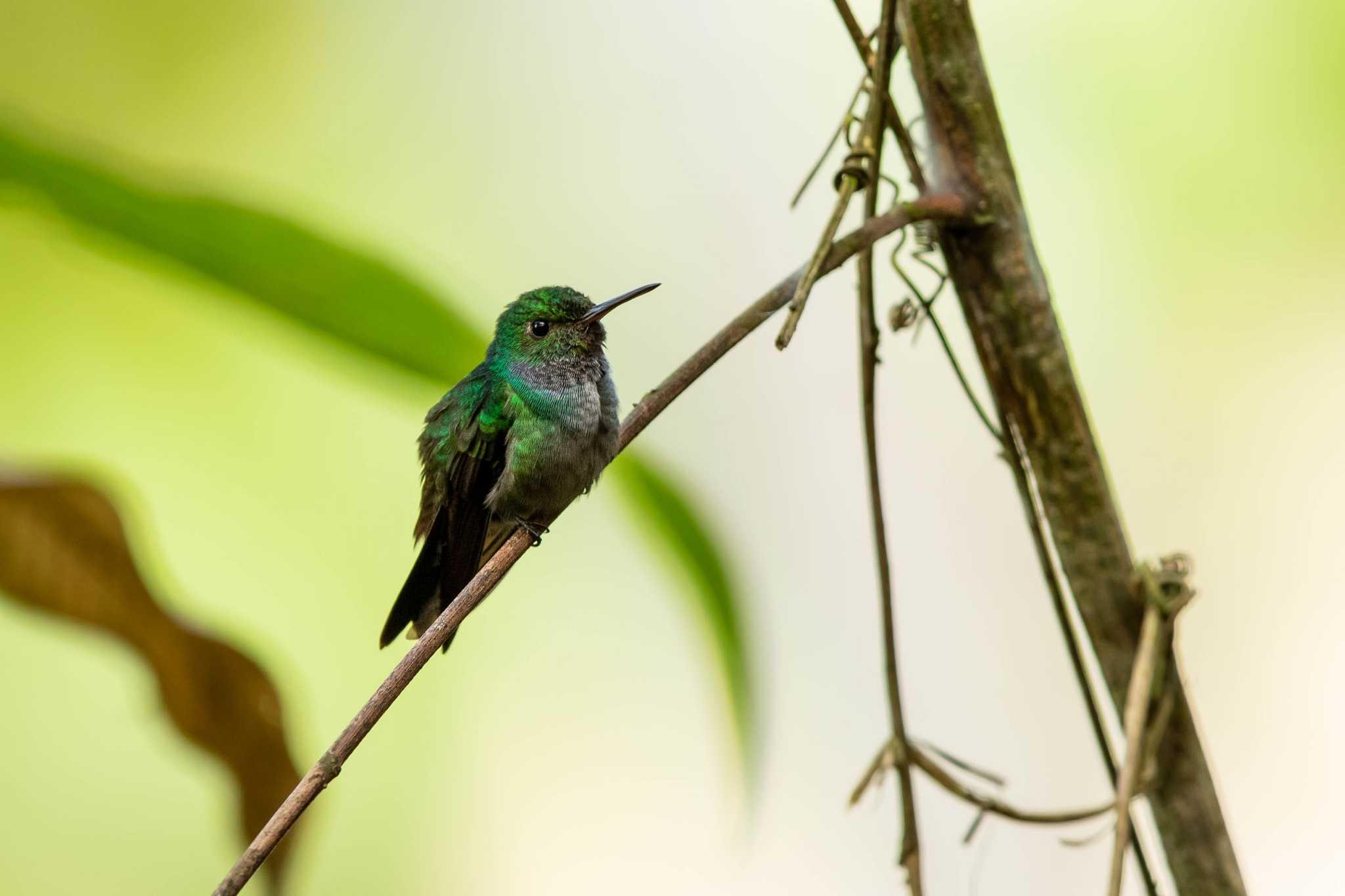 Photo of Blue-chested Hummingbird at Panama Rainforest Discovery Center by Trio