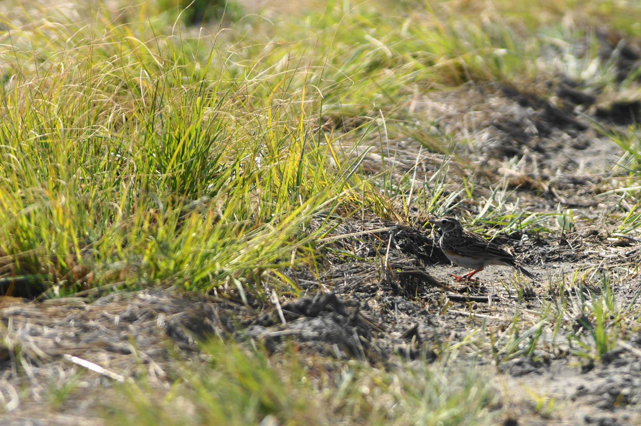 Photo of Eurasian Skylark at 富士川河口 by bea