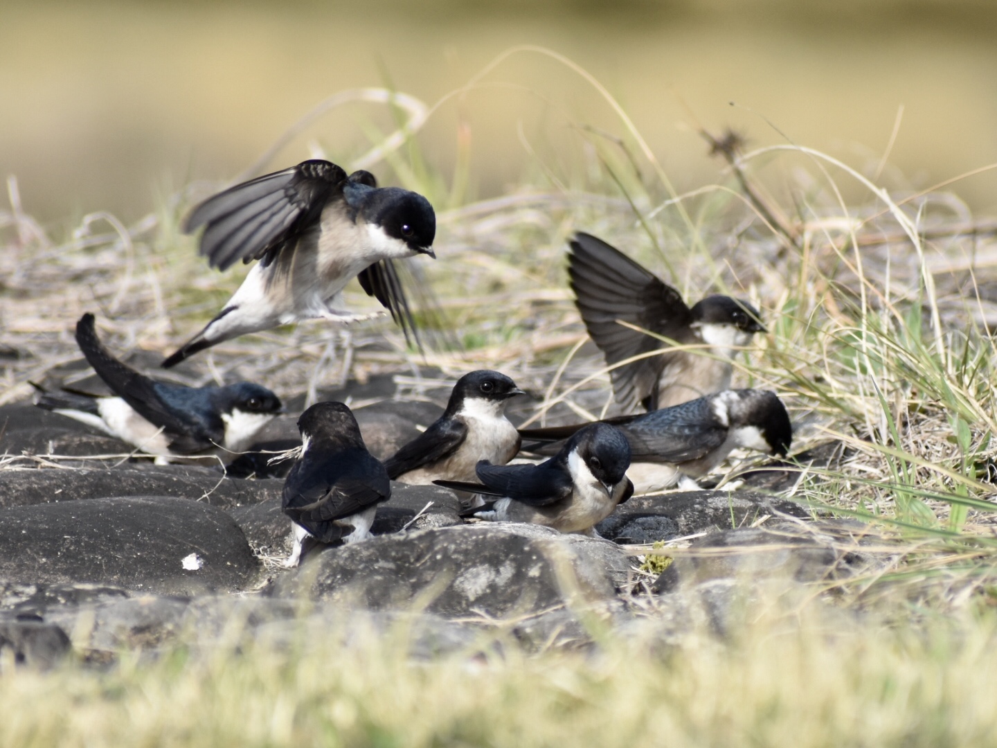 Photo of Asian House Martin at  by ヨウコ