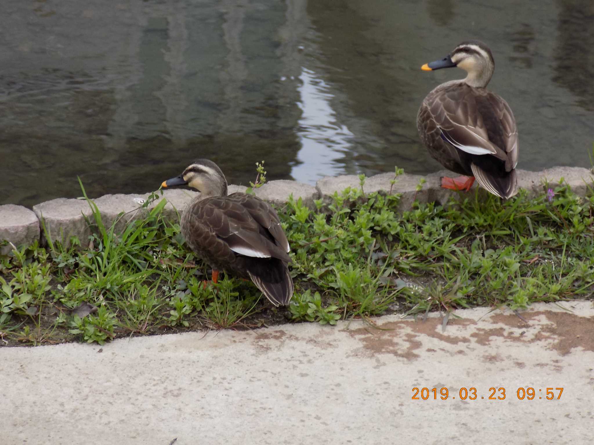 Photo of Eastern Spot-billed Duck at 埼玉県鴻巣市吹上　元荒川 by 近所で鳥見