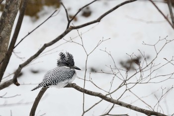 Crested Kingfisher 札幌市 Sat, 3/23/2019