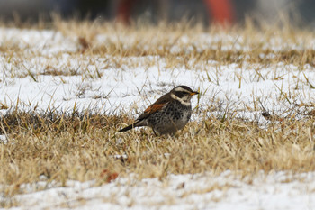 Dusky Thrush 千歳市 Sat, 3/23/2019