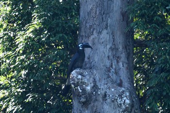 ムジサイチョウ カオソック国立公園 2019年2月22日(金)