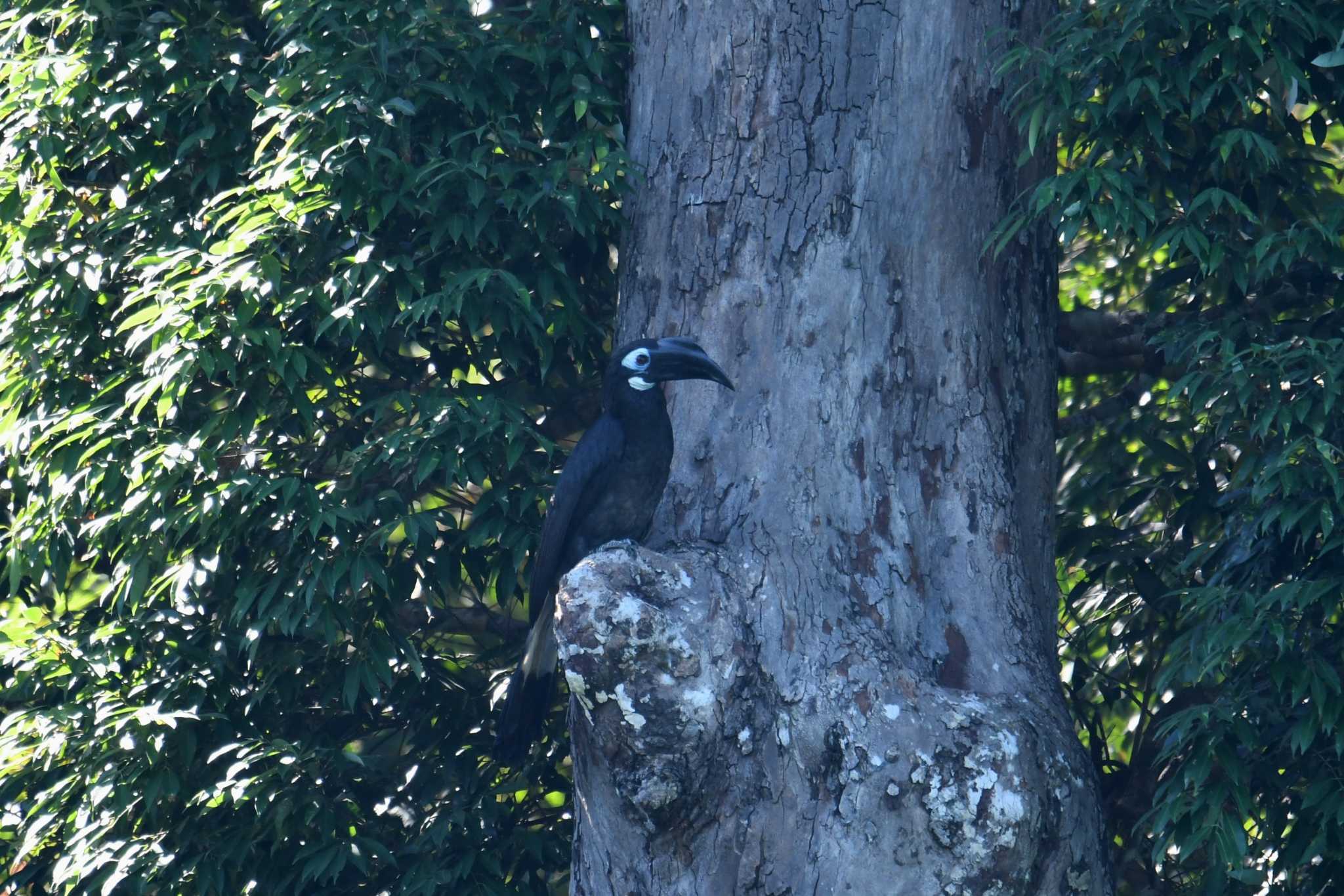 Bushy-crested Hornbill