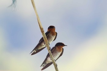 リュウキュウツバメ カオソック国立公園 2019年2月22日(金)