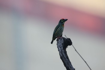 Coppersmith Barbet ベンジャシリ公園(タイ) Tue, 1/1/2019