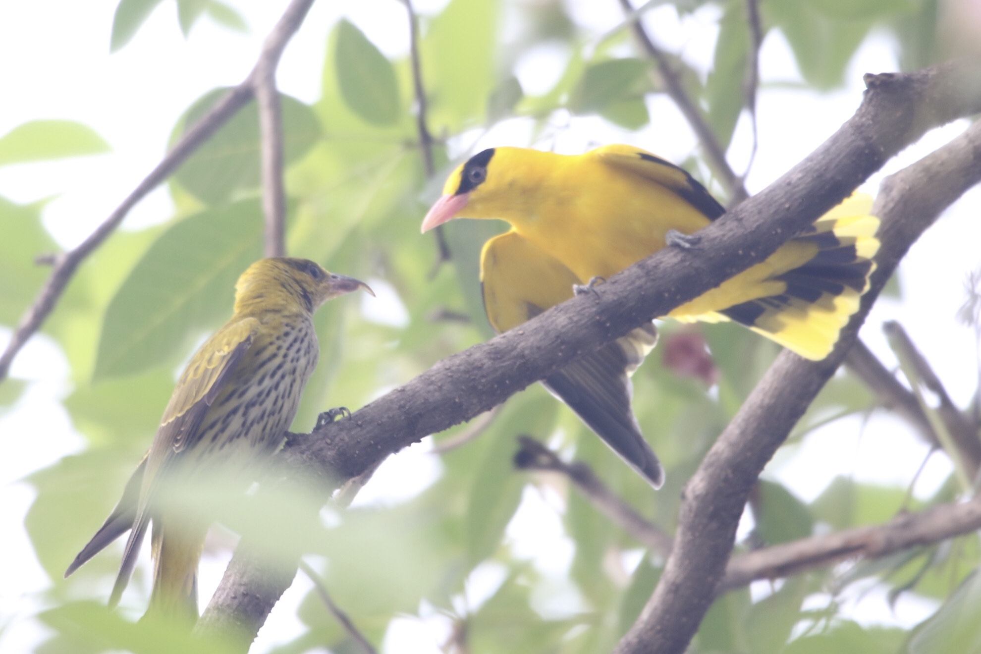 Photo of Black-naped Oriole at ベンジャシリ公園(タイ) by 1t（改）