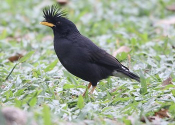 Javan Myna