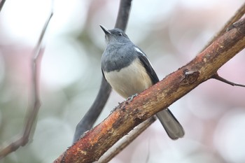 Oriental Magpie-Robin ベンジャシリ公園(タイ) Tue, 1/1/2019