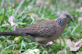 Spotted Dove ベンジャシリ公園(タイ) Thu, 1/3/2019
