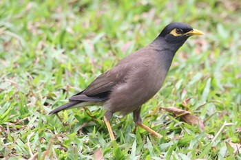 Common Myna ベンジャシリ公園(タイ) Thu, 1/3/2019