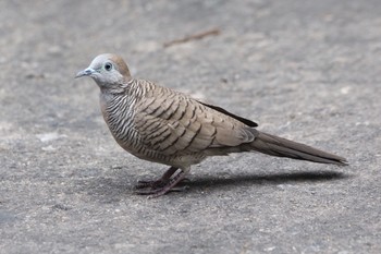 チョウショウバト タイ バンコク 2019年1月3日(木)