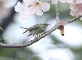 Yellow-browed Warbler ベンジャシリ公園(タイ) Tue, 1/1/2019