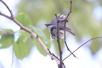 Malaysian Pied Fantail ベンジャシリ公園(タイ) Tue, 1/1/2019