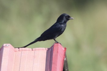 Black Drongo タイ Wed, 1/2/2019