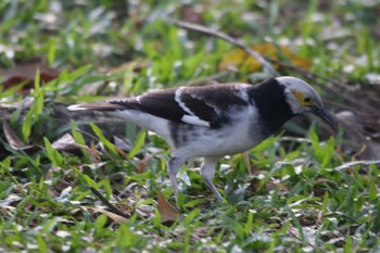 Black-collared Starling ベンジャシリ公園(タイ) Tue, 1/1/2019