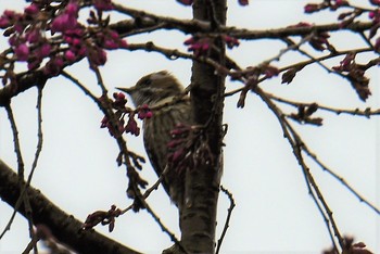 Japanese Pygmy Woodpecker 多摩森林科学園 Sat, 3/23/2019