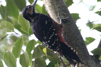 White-backed Woodpecker Amami Nature Observation Forest Thu, 3/21/2019