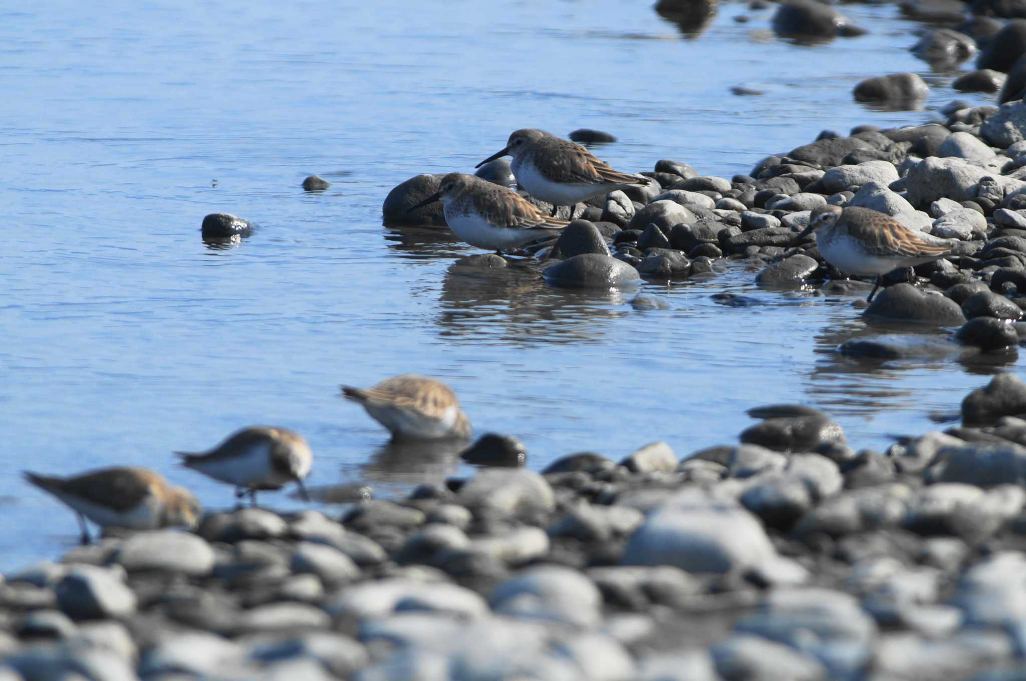 Photo of Dunlin at 富士川河口 by bea