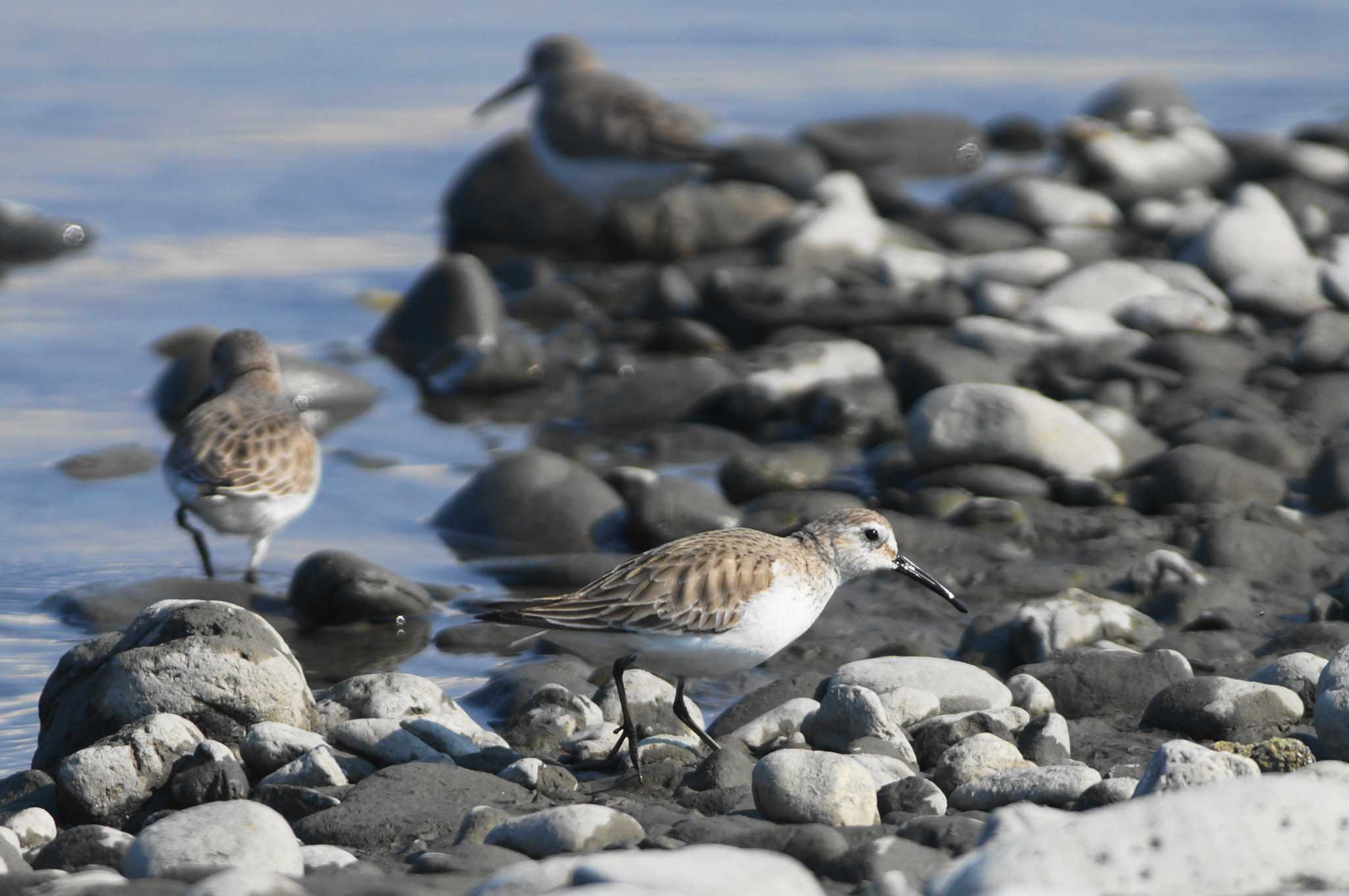 Photo of Dunlin at 富士川河口 by bea