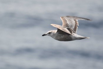 Slaty-backed Gull 大洗-苫小牧航路 Sun, 3/17/2019