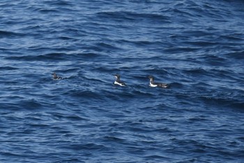 ハシブトウミガラス 大洗-苫小牧航路 2019年3月17日(日)