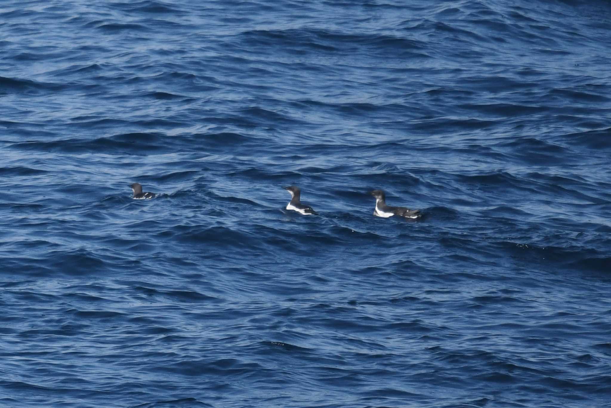 Photo of Thick-billed Murre at 大洗-苫小牧航路 by あひる