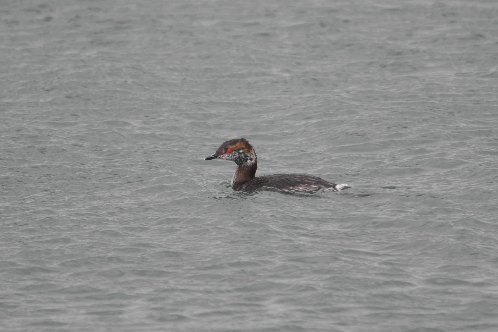 Horned Grebe