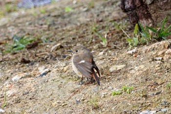 ジョウビタキ 場所が不明 2019年3月23日(土)