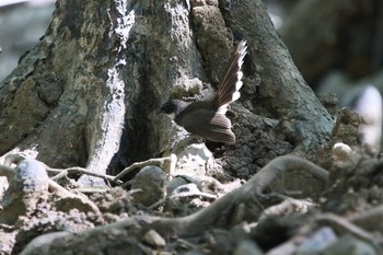 Malaysian Pied Fantail タイ Thu, 2/28/2019