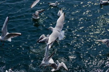 カモメ 鳴門海峡 淡路島 2019年3月23日(土)