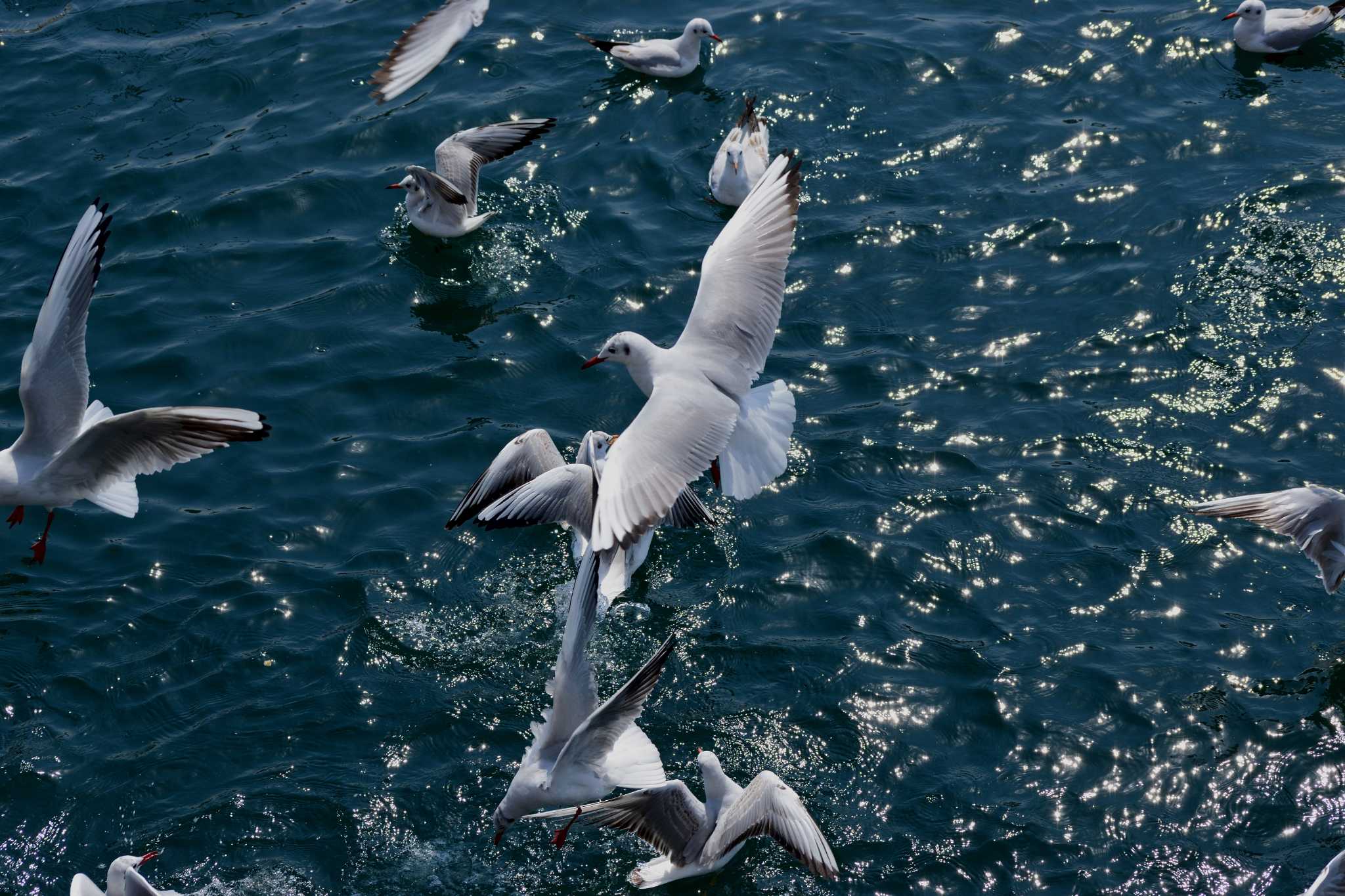 鳴門海峡 淡路島 カモメの写真 by Buchiaz