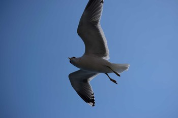 カモメ 鳴門海峡 2019年3月23日(土)