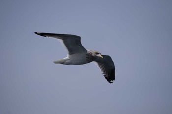 カモメ 鳴門海峡 淡路島 2019年3月23日(土)