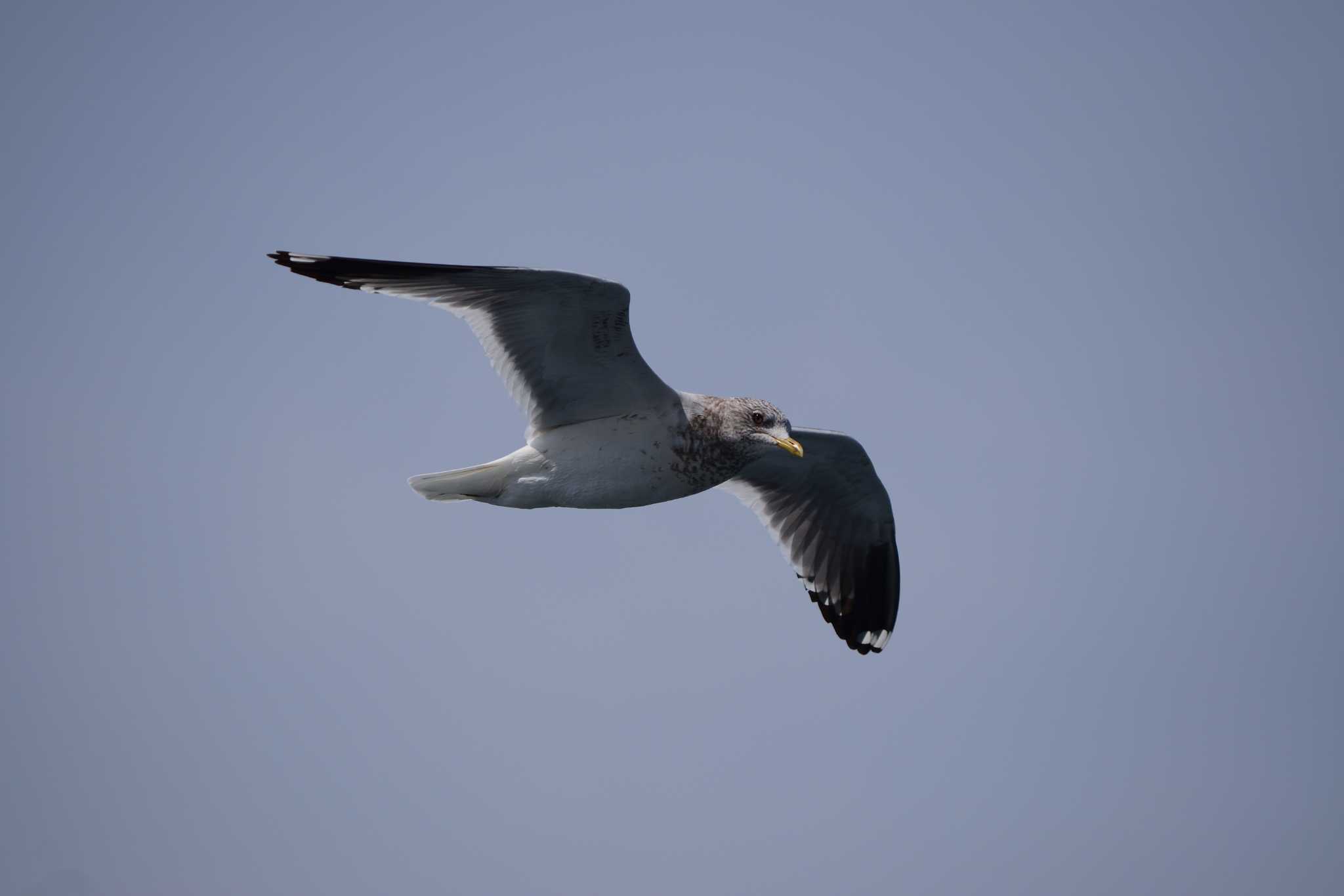 Photo of Common Gull at 鳴門海峡 淡路島 by Buchiaz