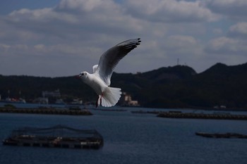 カモメ 鳴門海峡 淡路島 2019年3月23日(土)