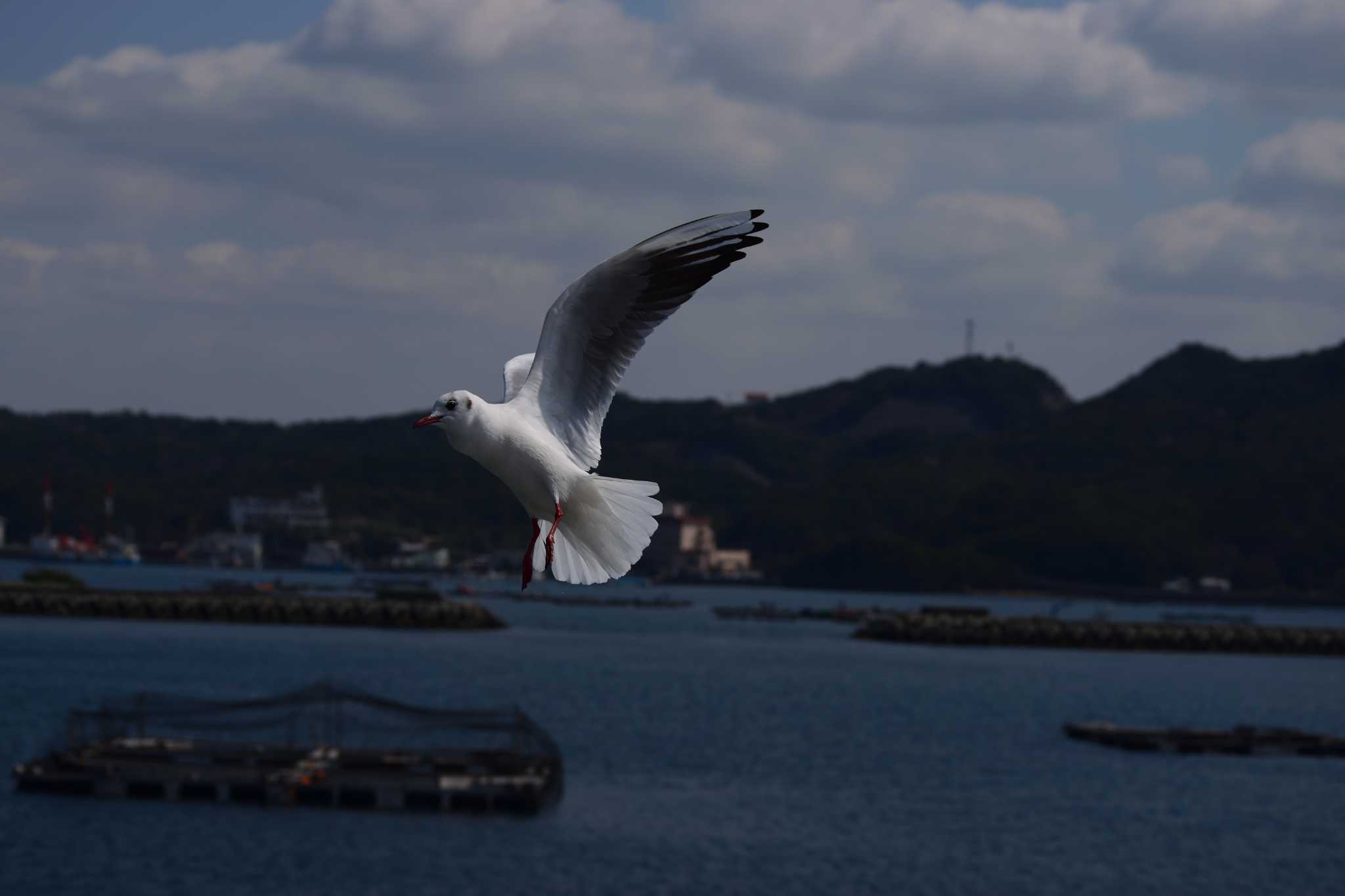 鳴門海峡 淡路島 カモメの写真 by Buchiaz