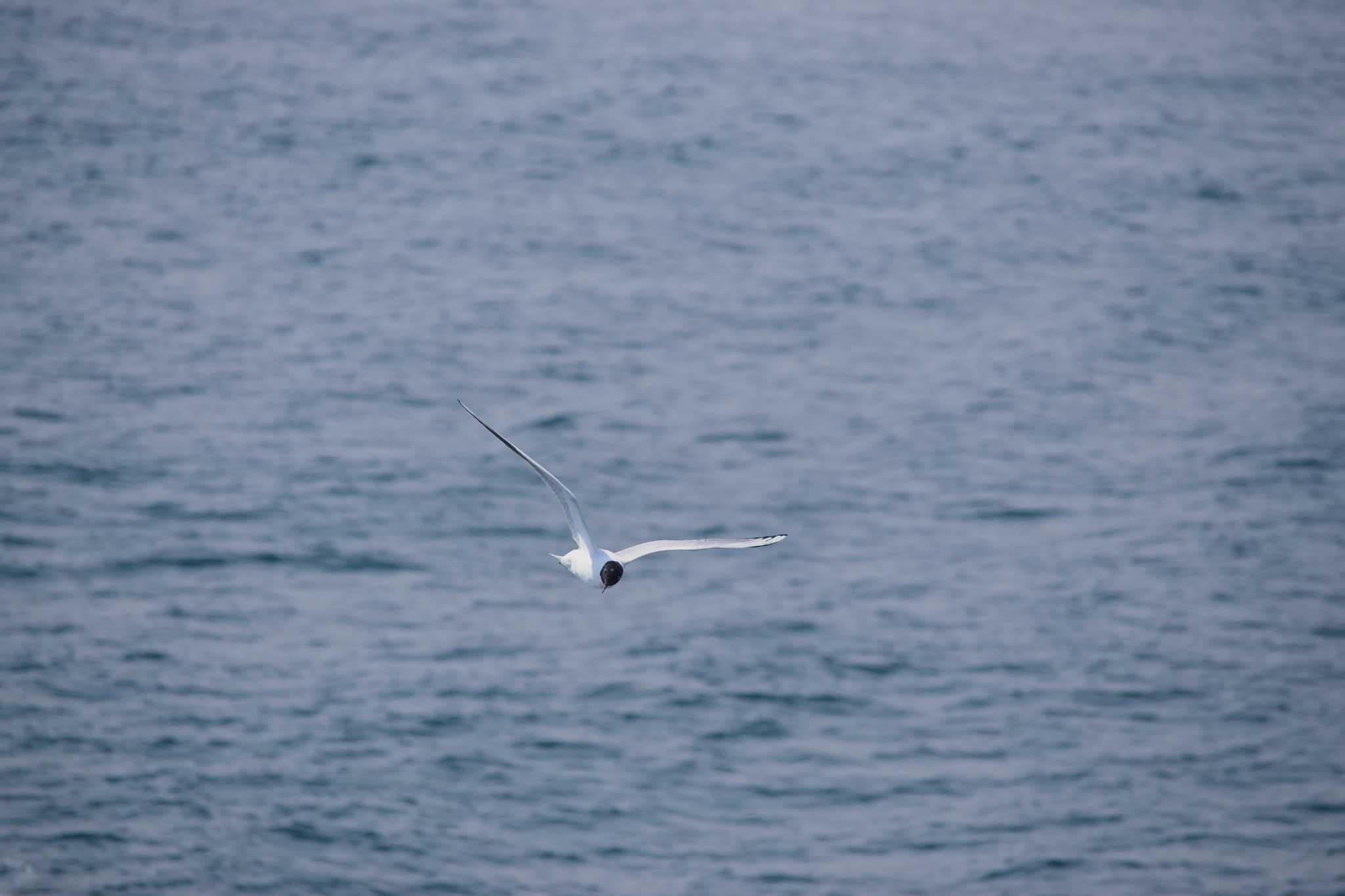 Saunders's Gull